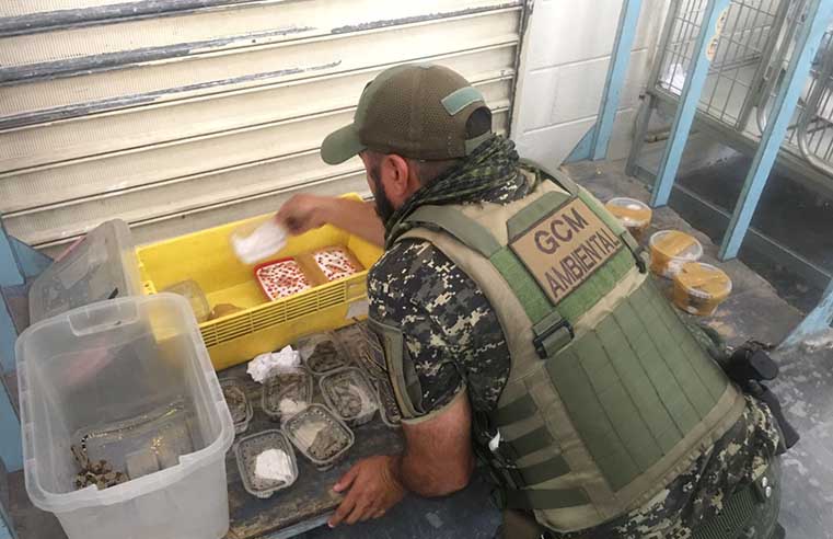 Itaquá e Ribeirão Pires resgatam animais silvestres