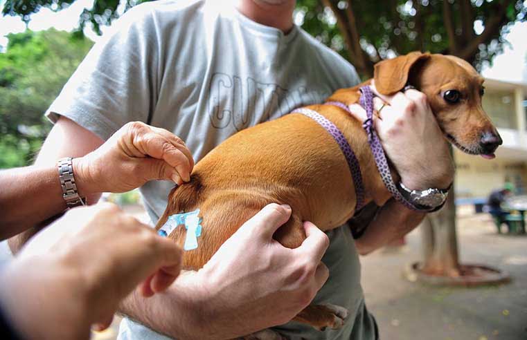 Arujá abre inscrições para castração de caes e gatos