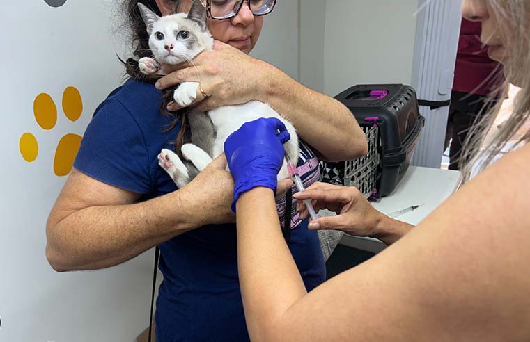 Mais de 2,3 mil animais são vacinados em Poá em três meses