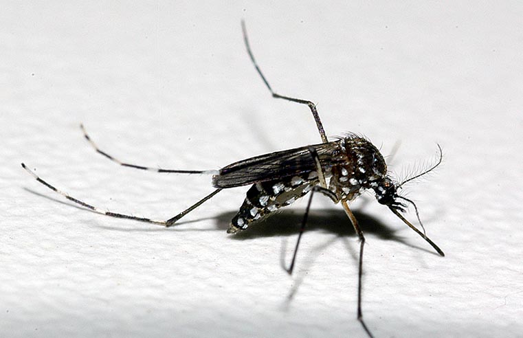 Confirmada segunda morte por dengue em Santa Isabel
