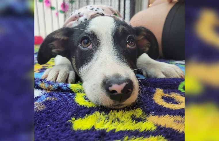 Itaquá Park Shopping realiza feira de adoção pet neste sábado (14)