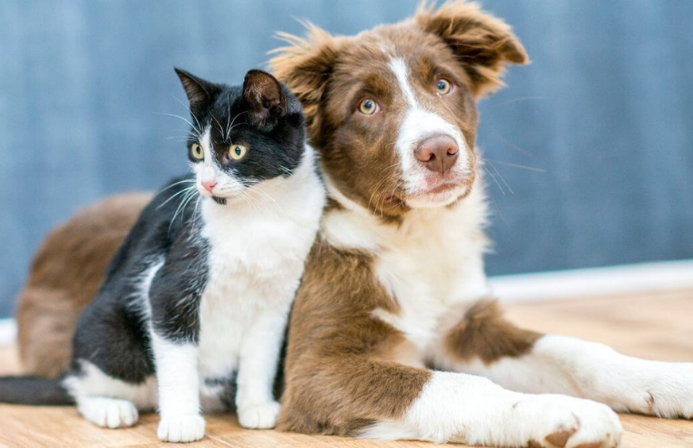 Mercado pet triplica na região do Alto Tietê 