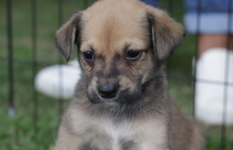 Baby me Leva! registra 55 adoções e confirma novas edições