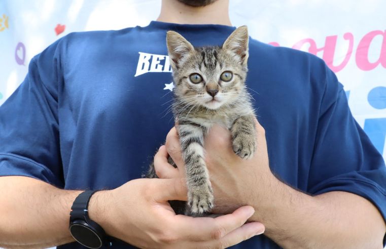 Combate a maus-tratos lidera ações da causa animal em Suzano