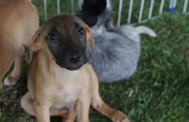Bem-Estar Animal garante 2 mil pets adotados em Suzano