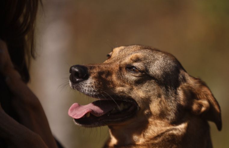 Bora Ser Feliz Guararema anuncia novos cães para adoção responsável