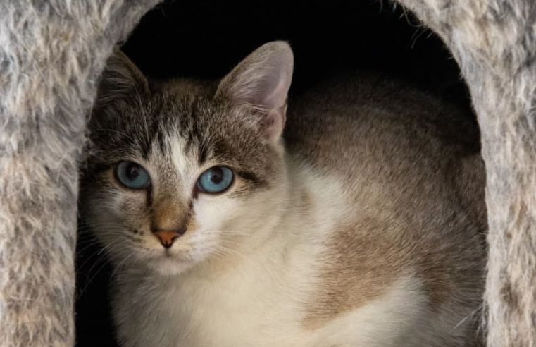 Itaquá tem mais de 70 animais disponíveis para adoção responsável