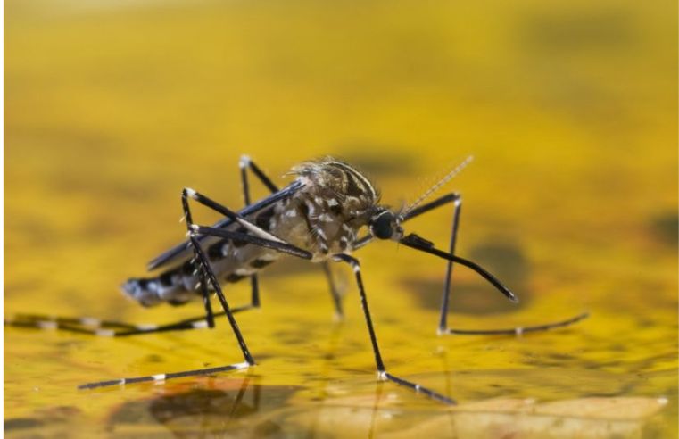Prevenção febre amarela: vacine-se nas UBSs de Arujá já hoje