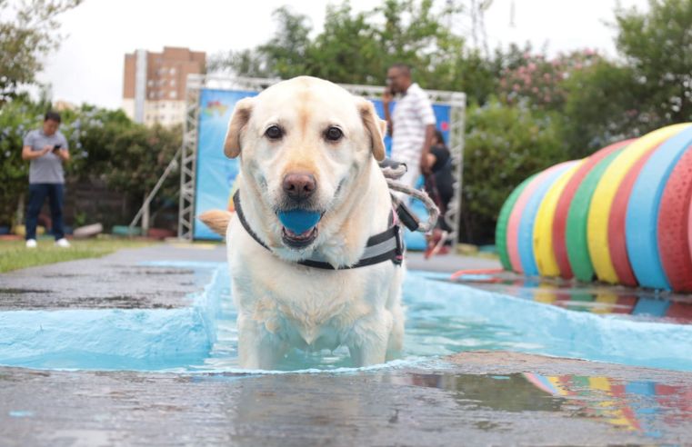Suzano investe em castração gratuita e centro de bem-estar animal 