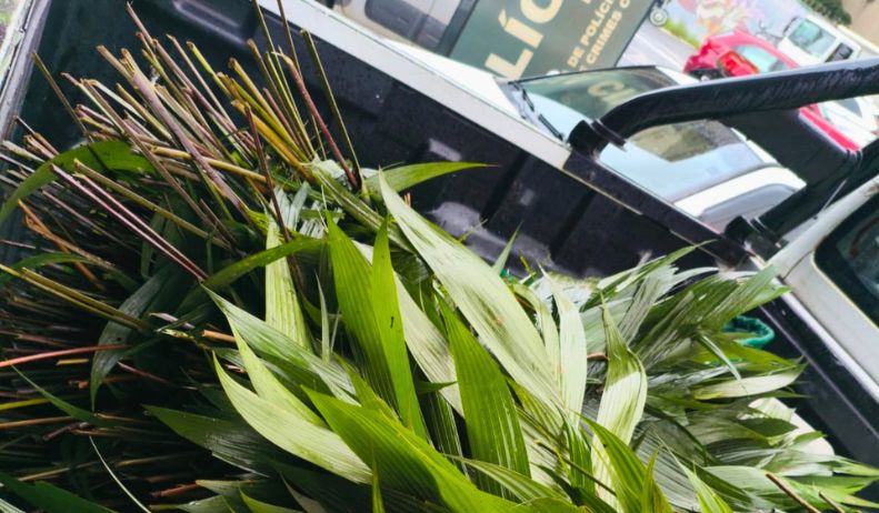 Extração ilegal de palmeira gera multa em São Bernardo