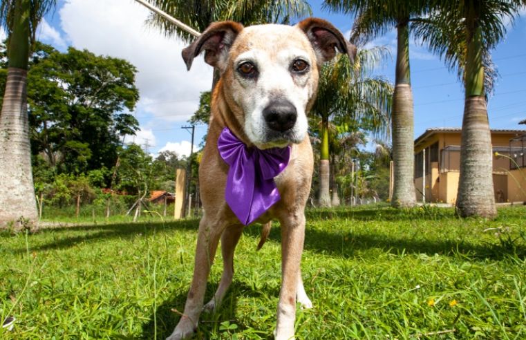 Mogi promove feira de adoção de animais fêmeas no domingo
