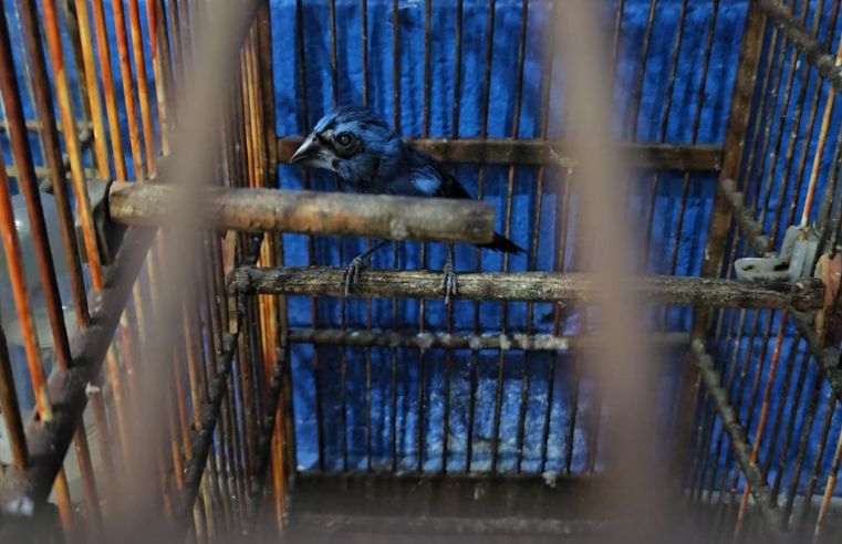 Itaquá combate cativeiro ilegal de aves silvestres