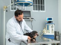 Poá realiza mutirão de castração gratuita de pets