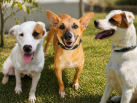 Santos promove adoção de cães resgatados neste sábado