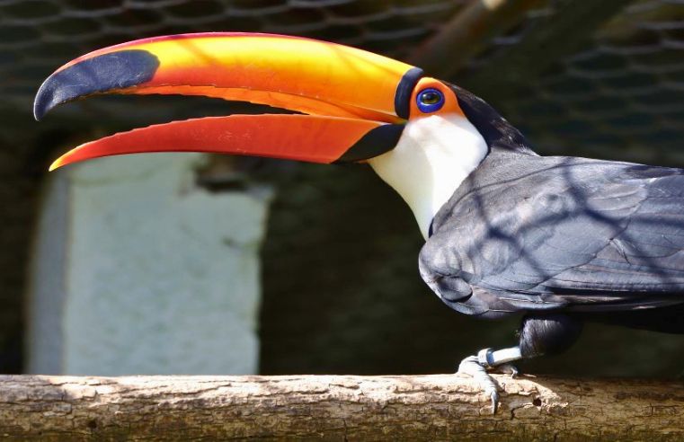 Zoológico de Guarulhos faz palestra sobre aves da Mata Atlântica
