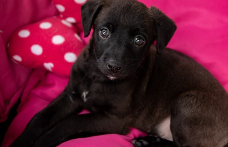 Pateo Itaquá recebe feira de adoção animal neste sábado