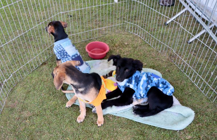 Animais de Suzano ganham Campanha do Agasalho Pet