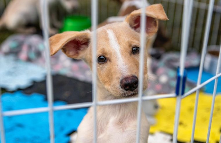Nubea disponibiliza 100 pets para adoção em Mogi das Cruzes