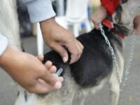 Poá realiza vacinação antirrábica gratuita neste domingo (16)